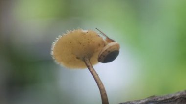 Salyangozlar zehirli mantarların üzerinde sürünüyor. doğadaki salyangozların kaydı. Gastropod yumuşakçaları hd videosunu kapatın