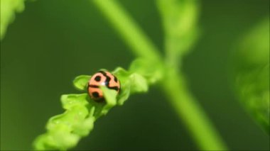 Macro Uğur Böceği yaprakların üzerinde güzel renkleri olan küçük bir böcektir.