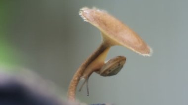 Salyangozlar zehirli mantarların üzerinde sürünüyor. doğadaki salyangozların kaydı. Gastropod yumuşakçaları hd videosunu kapatın