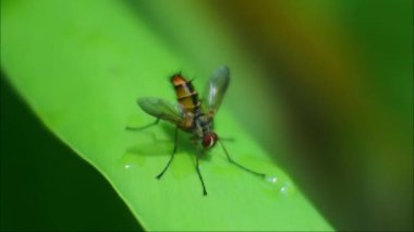 Yabanarısı (Polistes nipponensis Saussure) yapraklar üzerinde