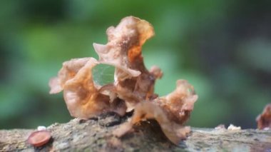 Kulak mantarı çürük ağaçlara yapışır. Kulak mantarı (Auricularia auricula), Basidiomycota sınıfına ait bir jöle mantarı grubudur..