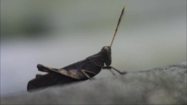 Çekirge yakın çekim videosu, yeşil çekirge yerde oturuyor.