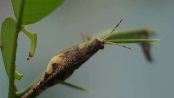 Grasshopper Close Video Green Grasshopper Sitting Leaf — Stockvideo