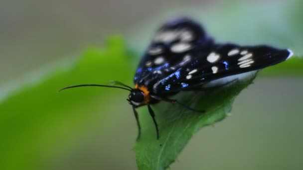 Черная Бабочка Сидящая Ветке — стоковое видео