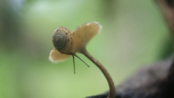 Escargots Rampant Sur Les Tabourets Enregistrement Des Escargots Dans Nature — Video