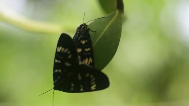 Чорний Метелик Партнерстві Ослабленим Гілці Задньому Дворі — стокове відео