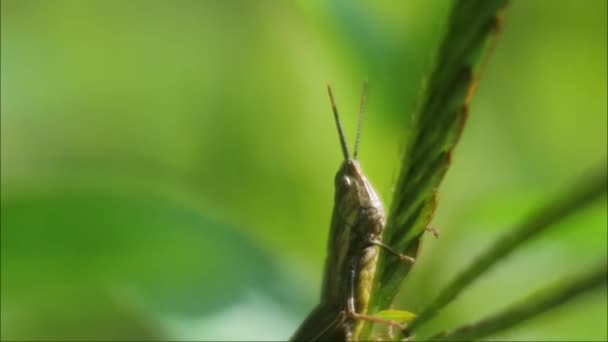 Sprinkhaan Close Video Groene Sprinkhaan Zittend Het Blad — Stockvideo