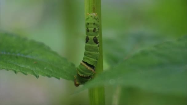 Green Caterpillar Clinging Branches Leaves — Stock Video