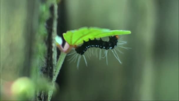 Tırtıllar Yaprak Filizlerini Bitki Böceklerini Tırtıl Makro Görüntülerini Isırıyor — Stok video