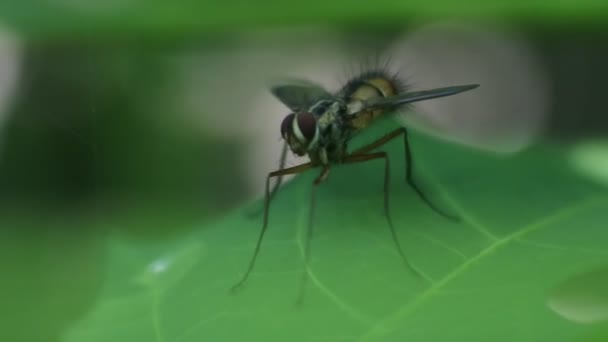 Guêpe Polistes Nipponensis Saussure Sur Les Feuilles Insectes Dans Nature — Video