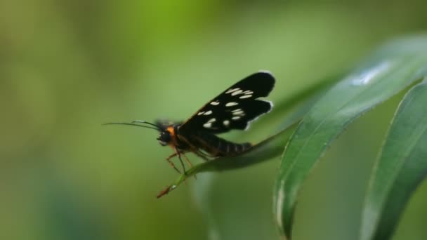 Schwarzer Schmetterling Der Auf Blättern Hockt Video Von Insekt — Stockvideo