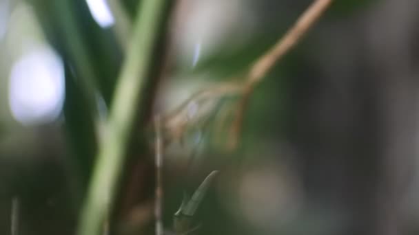 Den Lille Edderkop Bevæger Sig Frem Tilbage Vinden – Stock-video