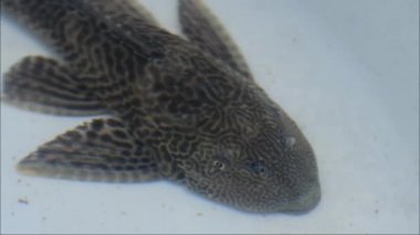 Loricariidae ya da commeon pleco Clean Fish akvaryumda göz kırpıyor. Hypostomus Plecostomus 'un ağzının karada nefes alışını kapatın.