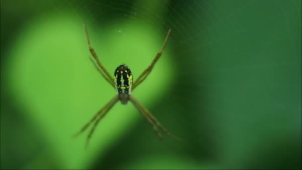 Pavouk Webu Video Nahrávky Hmyzu Přírodě — Stock video