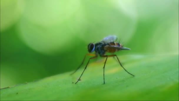 Wespe Polistes Nipponensis Saussure Auf Blättern Insekten Der Natur Giftige — Stockvideo