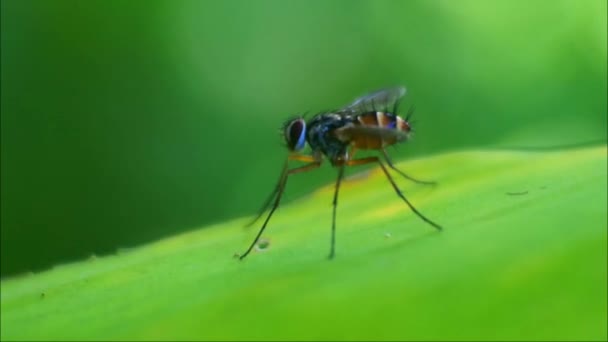 Avispa Polistes Nipponensis Saussure Sobre Hojas Insectos Naturaleza Insectos Venenosos — Vídeos de Stock