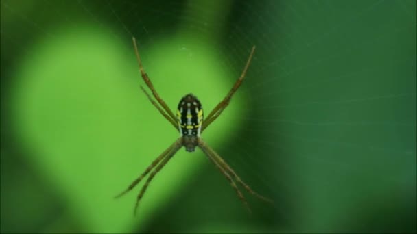 蜘蛛在Web Hd视频 大自然中昆虫的记录 — 图库视频影像