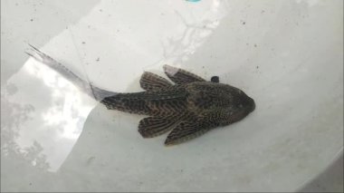 Loricariidae ya da commeon pleco Clean Fish akvaryumda göz kırpıyor. Hypostomus Plecostomus 'un ağzının karada nefes alışını kapatın.