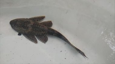 Loricariidae ya da commeon pleco Clean Fish akvaryumda göz kırpıyor. Hypostomus Plecostomus 'un ağzının karada nefes alışını kapatın.