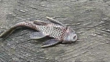 Loricariidae ya da commeon pleco Clean Fish akvaryumda göz kırpıyor. Hypostomus Plecostomus 'un ağzının karada nefes alışını kapatın.