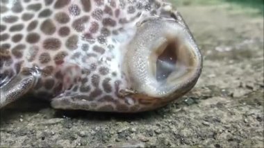 Loricariidae ya da commeon pleco Clean Fish akvaryumda göz kırpıyor. Hypostomus Plecostomus 'un ağzının karada nefes alışını kapatın.