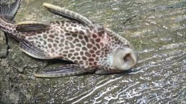 Loricariidae ya da commeon pleco Clean Fish akvaryumda göz kırpıyor. Hypostomus Plecostomus 'un ağzının karada nefes alışını kapatın.