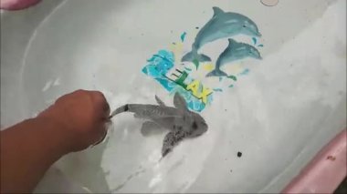 Loricariidae ya da commeon pleco Clean Fish akvaryumda göz kırpıyor. Hypostomus Plecostomus 'un ağzının karada nefes alışını kapatın.