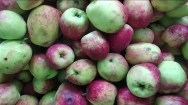 Kırmızı yeşil elma videosunu kapat, bükülmüş çekim, Malus dosmetica ve Malus sylvestris
