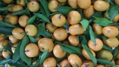 Turunçgiller yüksek çözünürlüklü videoyu kapatır. Portakallar, Rutaceae kabilesinin (portakal-portakal kabilesi) Citrus klanına ait çiçekli bitkilerdir. Portakallar C vitamini kaynağıdır.