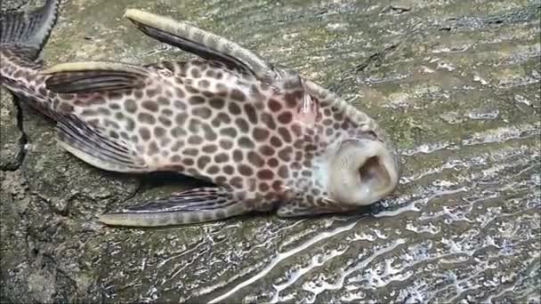 ロリカリア科または一般的な完全な水族館できれいな魚のウィンク ヒポストモスの口を閉じて陸で息をしている — ストック動画