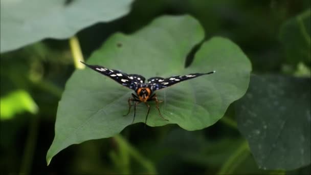 Motýl Sedící Listí Křoví Hmyz Video — Stock video