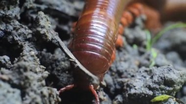 Bacaklarının detaylarını anlat. Trigoniulus korallinus ya da kluwing (çok bacaklı hayvanlar). kluwing on the ground hd video