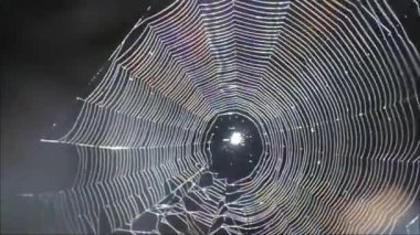 turuncu örümcek HD videoları. Yapraktaki böcek görüntüleri. Örümcek ağları