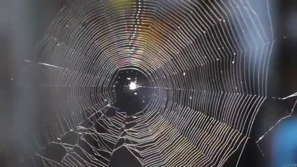 Помаранчевий Павук Відео Комаха Фотографіях Листя Павутинні Мережі — стокове відео