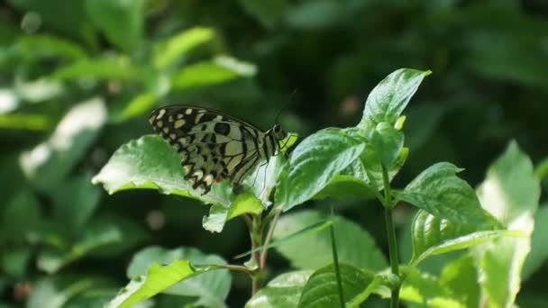 Pillangó Ültetett Levelek Bokrok Rovar Videó — Stock videók
