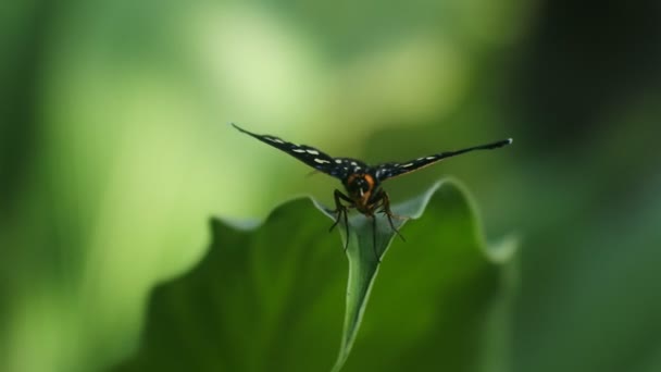 蝴蝶栖息在灌木丛中的树叶上 昆虫的嗡嗡声视频 — 图库视频影像