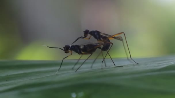 초파리는 나뭇잎에서 짝짓기를 있습니다 곤충의 짝짓기 동물의 비디오 — 비디오