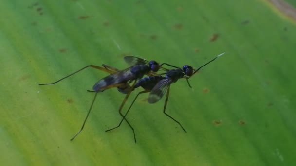 Fruit Flies Mating Leaves Insect Mating Process — Stock Video ©  BlackBoxGuild #564898046