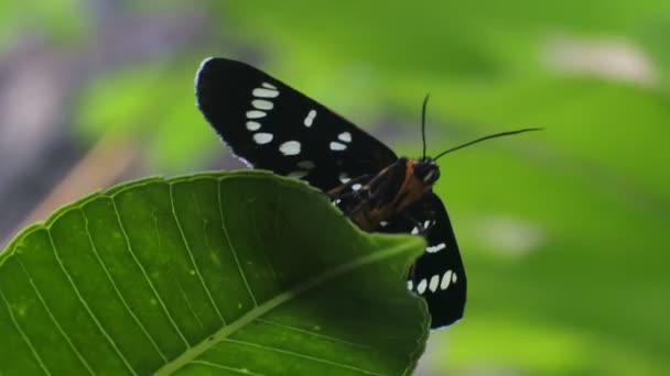 Бабочка Сидит Листьях Кустах Насекомое Видео — стоковое видео