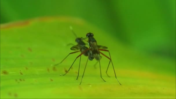 Fruit Flies Mating Leaves Insect Mating Process Animal Reproduction Video —  Stock Video © BlackBoxGuild #564897192