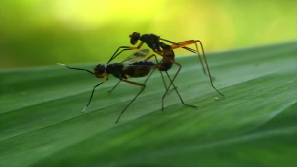 ショウジョウバエは葉の上で交尾し昆虫の交尾過程動物の繁殖ビデオ — ストック動画