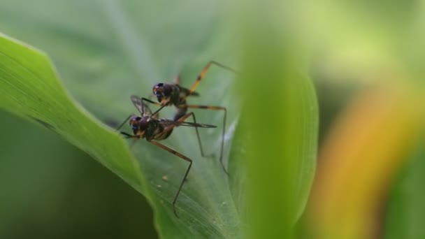 74 Drosophila Videos, Royalty-free Stock Drosophila Footage | Depositphotos