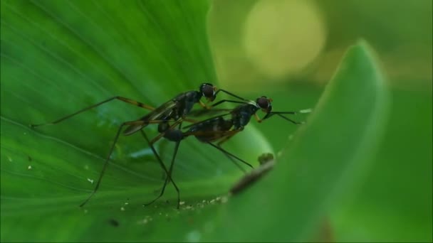 ショウジョウバエは葉の上で交尾し昆虫の交尾過程動物の繁殖ビデオ — ストック動画