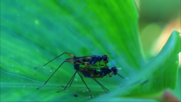 Moscas Fruta Aparean Las Hojas Proceso Apareamiento Insectos Reproducción Animal — Vídeos de Stock