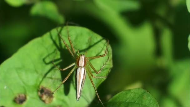 Orange Spider Videos Insekt Auf Blättern Spinnennetze — Stockvideo