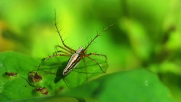 Oranžový Pavouk Videa Hmyz Listových Záběrech Pavučiny — Stock video