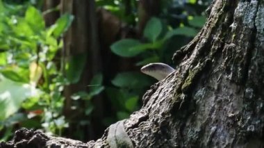 Kertenkele ağacın arkasına bakıyor. Şirin küçük kertenkele (Squamata) ağaçta oturuyor. Kertenkele ağaca tırmanıyor ve tırmanıyor. Sürüngen çimlerin arasından mango ağacının yanından dikizliyor..