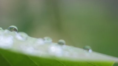 Yaprakların üzerindeki çiy damlalarının videosunu çek. Yağmur damlaları doğada ıslak. Water Dew Hd videoları.