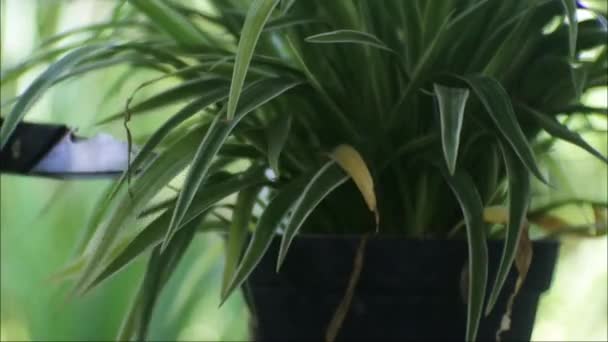 Asiatischer Mann Schneidet Blätter Einer Schönen Pflanze Die Topf Wächst — Stockvideo