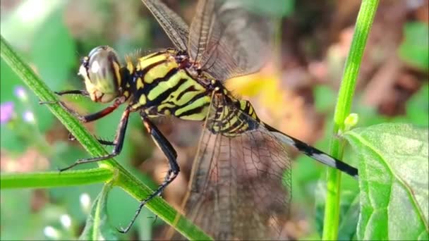 Libelle Oder Zygoptera Wird Auch Als Libelle Auf Den Blättern — Stockvideo